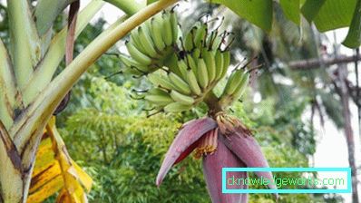 290 - Jak banány rostou
