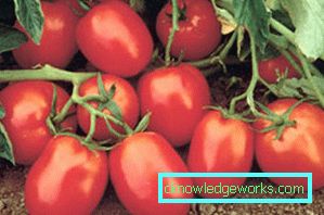 210-Nejlepší odrůdy rajčat pro Sibiř