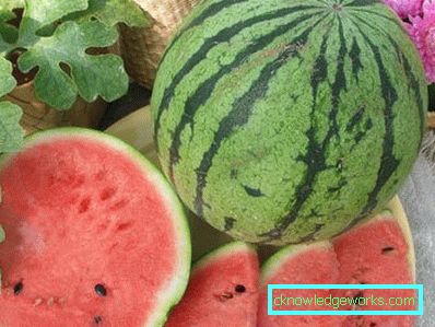 304 - Pěstování vodních melounů na volném prostranství