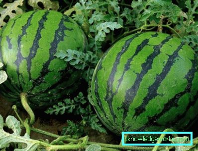 304 - Pěstování vodních melounů na volném prostranství