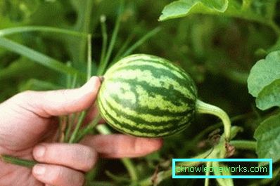 34-Pěstování melounů na předměstí